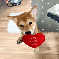 achi logo