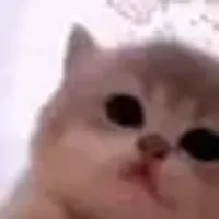 jam cat logo
