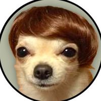 dogwifhair logo