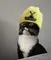 SolXenCat logo