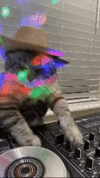 DJCAT logo