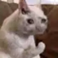 Crying Cat logo