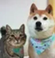 Ginnan Doge's Sister logo