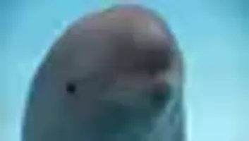 smiling dolphin logo