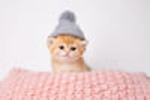 Kitten Wif Hat logo