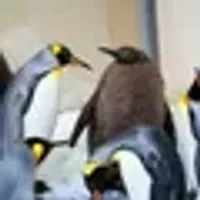 Pesto the Baby King Penguin logo