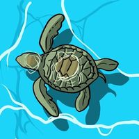 TURTLE logo
