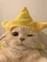 STAR CAT logo