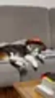 cat wif hat logo