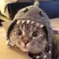 Shark Cat logo