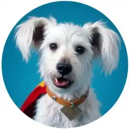 Superman's Dog logo