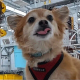 Qubit The Quantum Dog logo