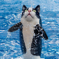 Orcat logo