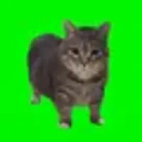 spinning cat logo
