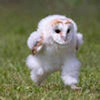 Alfred the baby barn owl logo