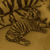 Disney Sumatran Tiger logo