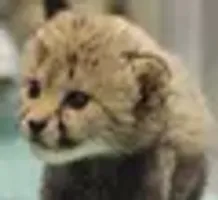 The Baby Cheetah logo