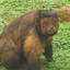 Viral Chinese Monkey logo