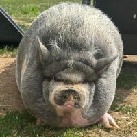 NIKEPIG logo