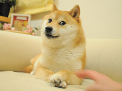 The Doge NFT (Wormhole) logo