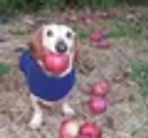 dog with apple in mouth logo