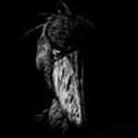 THE SHOEBILL logo