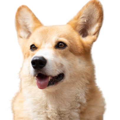 BNB Dog Inu logo