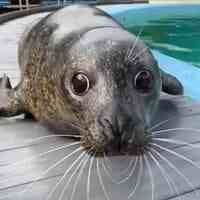 MANGO THE SEAL logo