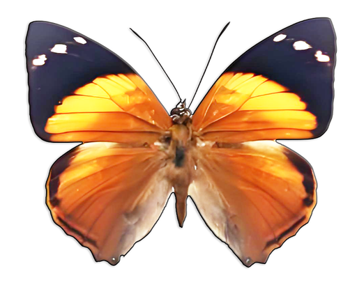 BFC logo