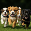 I love puppies logo