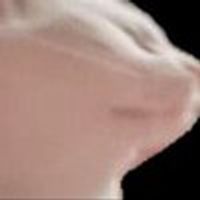 Vibe Cat logo