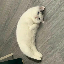 Mooncat logo